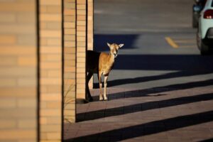 Um animal entre pilastras de uma rua