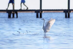 Garça em uma praia na Itália. A foto foi premiada no concurso de fotos da vida urbana