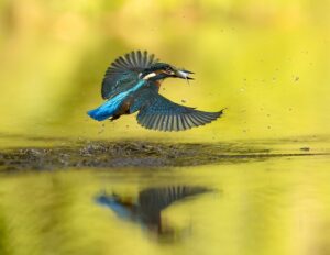 Um martim-pescador com um peixe no bico. A imagem foi capturada na Área de Paisagem Protegida de Poodří, República Tcheca e ficou em décimo lugar no concurso de fotos da natureza 