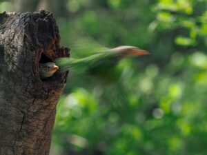 Pássaro capturado no momento em que sai do ninho voando. A foto foi feita no Jardim Botânico Nacional em Bangladesh e foi premiada no Wiki Loves Earth