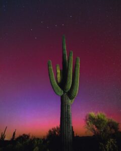 Um cacto no deserto de Sonora, no Arizona, EUA com as luzes da aurora ao fundo