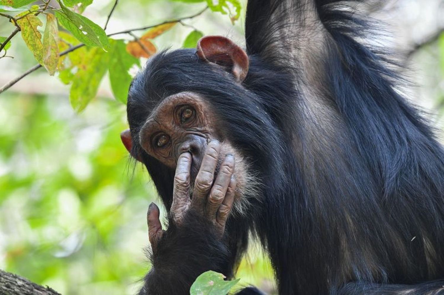Macaco cutucando o nariz. A imagem foi premiada na categoria porfólio do concurso de fotos engraçadas da vida selvagem