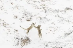 Dois leopardos brincando na neve. A foto foi a vencedora do concurso de fotos de natureza NPOTY 2024