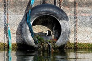 Pássaro construiu um ninho dentro de um pneu. A imagem foi finalista do concurso da Agência Europeia do Meio Ambiente 