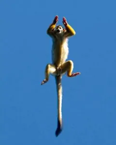 Macaco pulando no Parque Estadual do Utinga em Belém. A foto foi premiada na etapa Brasil no concurso de fotos da natureza