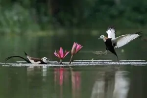 Pássaro voa em direção ao parceiro no Parque Nacional Altadighi, em Bangladesh. A foto ficou em quinto lugar no concurso de fotos da natureza