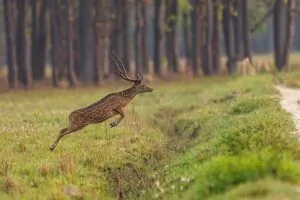 Cervo saltando na floresta do Parque Nacional de Bardiya, no Nepal,. A imagem foi uma das vencedoras do Wiki Loves Earth