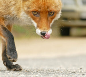 Raposa em uma rua da cidade. A foto foi uma das finalistas do prêmio de fotos da natureza urbana