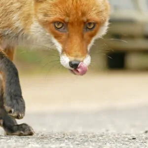 Raposa em uma rua da cidade. A foto foi uma das finalistas do prêmio de fotos da natureza urbana