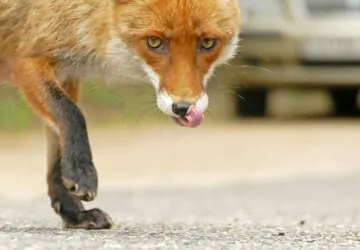 Raposa em uma rua da cidade. A foto foi uma das finalistas do prêmio de fotos da natureza urbana