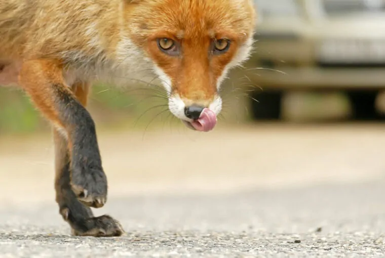 Raposa em uma rua da cidade. A foto foi uma das finalistas do prêmio de fotos da natureza urbana