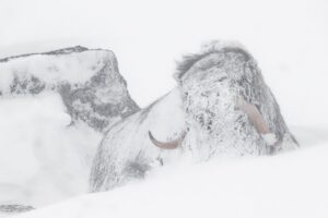 Fotografia de bois se protegendo no inverno da Noruega, finalista do Sony World Photography Awards