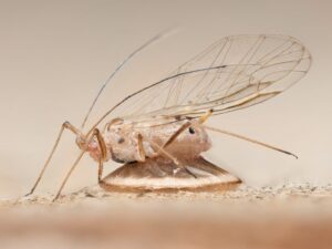 Imagem vencedora do prêmio de fotografia da Royal Entomological Society