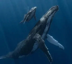 Imagem de baleias mãe e filho, vencedoras do concurso de fotografia UPY 2025