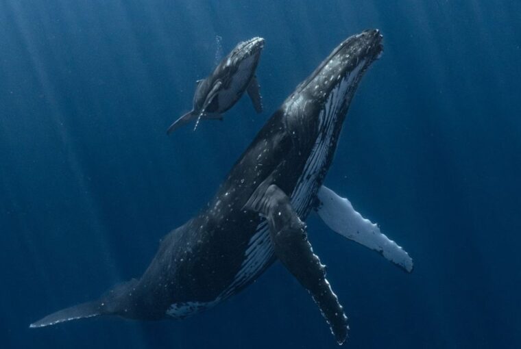 Imagem de baleias mãe e filho, vencedoras do concurso de fotografia UPY 2025