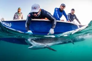 Fotografia de conservação marinha premiada