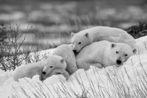 Imagem de urso polar fotografada no Canadá, finalista do concurso Sony World Photography Awards