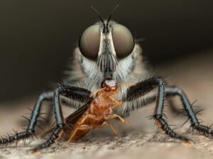 Fotografia vencedora do concurso da Royal Entomological Society de mosca ladrão comendo um cupim