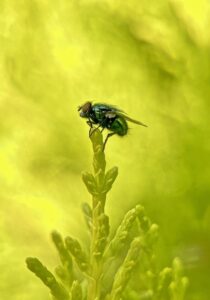 Mar de verde, fotografia vencedora do RES Insect Week 2024 Under 18 Photography Competition