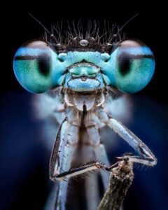 Donzelinha sorridente, foto de Raghuram Annadan, vencedora do concurso de fotografia do Royal Entomological Society 2024