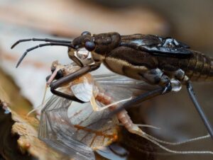 Strider comum da água em foto vencedora do prêmio de fotografia do Royal Entomological Society