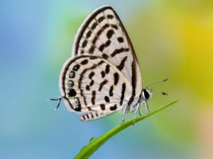 Foto vencedora do concurso de fotografia da Royal Entomological Society das maravilhas aladas da natureza.