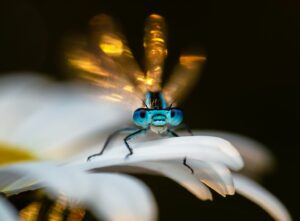 Imagem da donzela ao amanhecer, vencedora do prêmio de fotografia do Royal Entomological Society 2024.