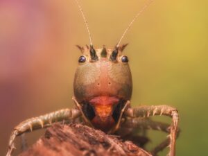 Fotografia ternura do homem de ferro, premiada na competição de fotos do Royal Entomological Society