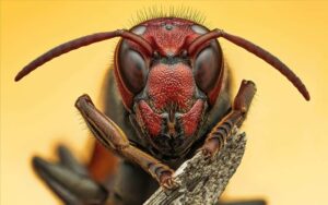 Vespa com faixas menores, foto de Raghuram Annadan, vencedora do concurso de fotografia RES Insect Week 2024