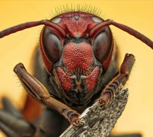 Vespa com faixas menores, foto de Raghuram Annadan, vencedora do concurso de fotografia do Royal Entomological Society