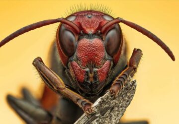 Vespa com faixas menores, foto de Raghuram Annadan, vencedora do concurso de fotografia do Royal Entomological Society