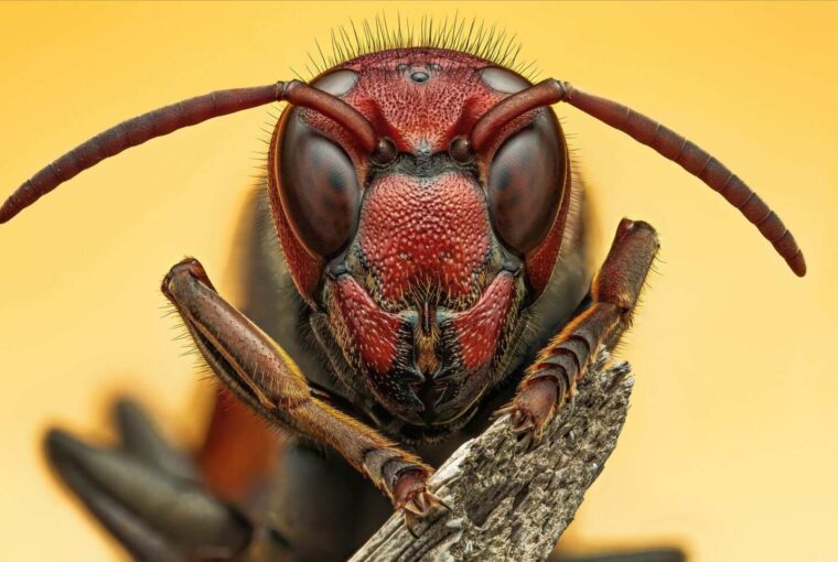 Vespa com faixas menores, foto de Raghuram Annadan, vencedora do concurso de fotografia do Royal Entomological Society