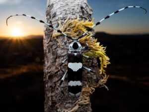 Foto da broca do amieiro no pôr do sol, premiada no concurso de fotografia do Royal Entomological Society 2024