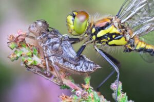 Foto de Luke Chambers vencedora do concurso de fotografia Royal Entomological Society