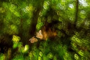 Borboleta voando na natureza urbana de Bristol, Reino Unido, foto vencedora do British Wildlife Photography Awards