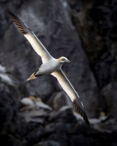 Ganso-patola alça voo em Bass Rock, Escócia. Imagem foi premiada no British Wildlife Photography Awards