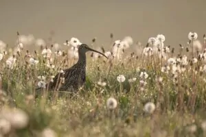 A ave maçarico-real-eurasiano observando um campo de flores em Wiltshire, Inglaterra. Imagem foi premiada no British Wildlife Photography Awards