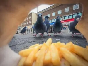 Pombos-bravo miram batata frita no meio da rua. Foto foi premiada no British Wildlife Photography Awards