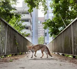 Raposa vermelha caminhando entre prédios em Bristol, Reino Unido, exemplo da fauna em ambientes urbanos