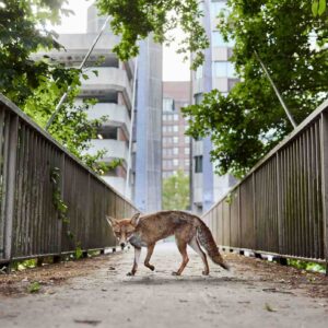 Raposa vermelha caminhando entre prédios em Bristol, Reino Unido, exemplo da fauna em ambientes urbanos