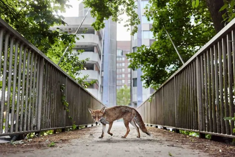 Raposa vermelha caminhando entre prédios em Bristol, Reino Unido, exemplo da fauna em ambientes urbanos