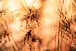 Libellula depressa empoleirada, na Inglaterra. Imagem foi premiada no British Wildlife Photography Awards