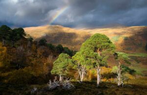 A árvore pinheiro-de-casquinha, em Glen Strathfarrar, Escócia. Foto foi premiada no British Wildlife Photography Awards