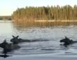 Alces nadando em migração live SVT Suécia