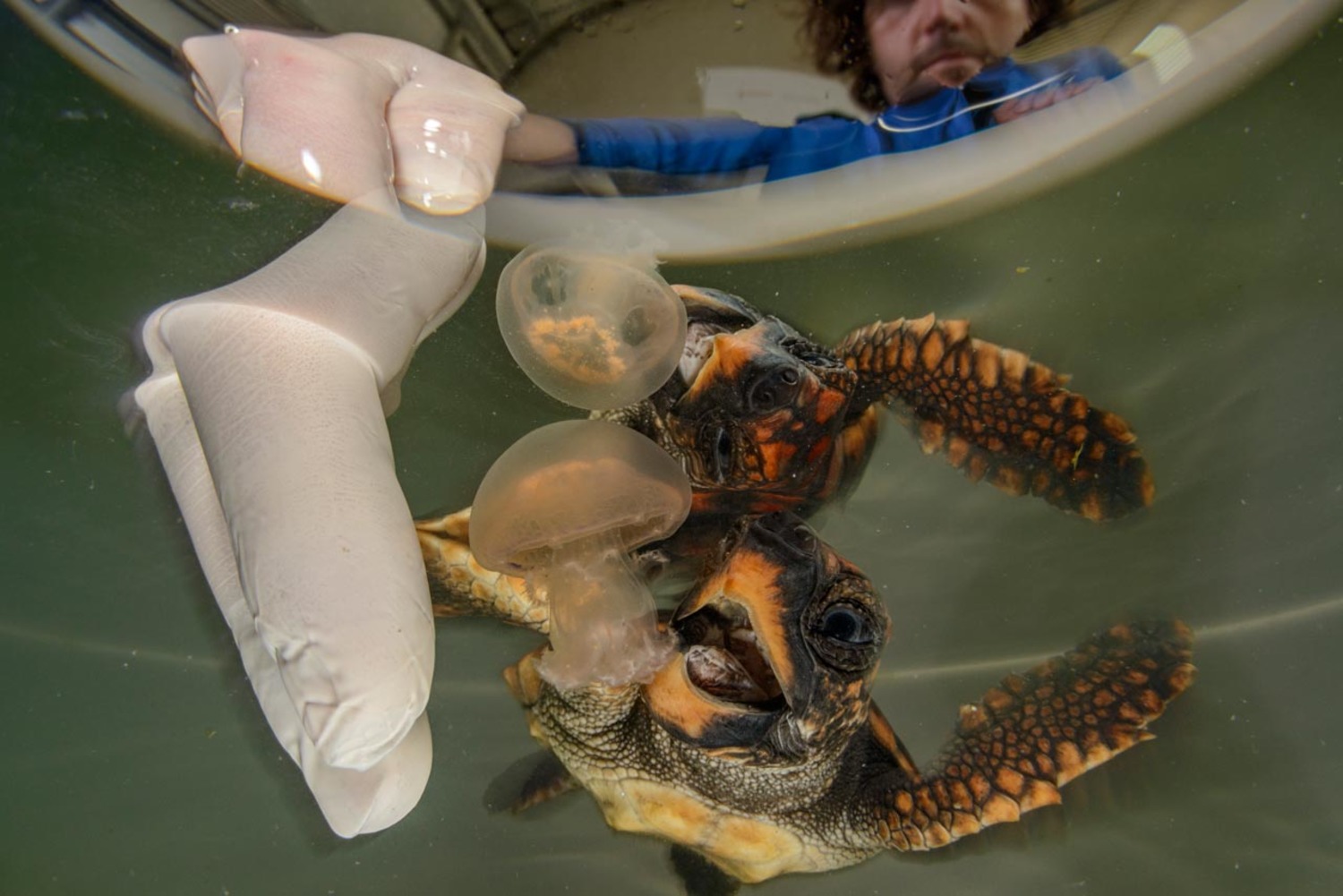 Uma tartaruga marinha se recupera em uma piscina de reabilitação