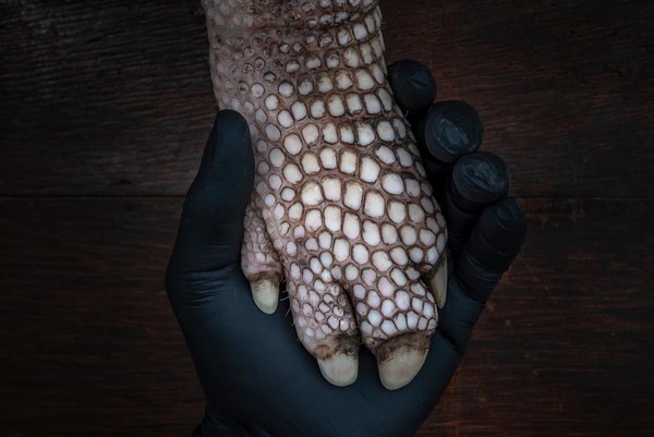 Pata traseira de um tatu-canastra sendo examinada por um biólogo no Brasil