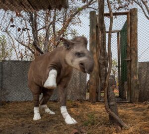 uma anta em tratamento após queimaduras no Pantanal