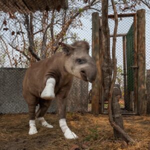 uma anta em tratamento após queimaduras no Pantanal