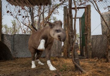 uma anta em tratamento após queimaduras no Pantanal