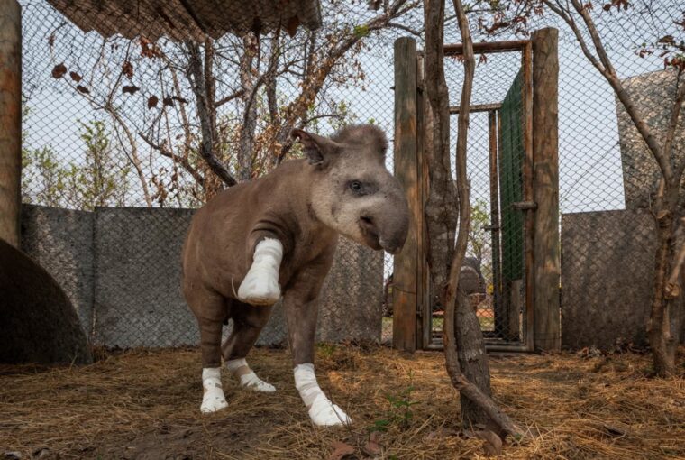 uma anta em tratamento após queimaduras no Pantanal